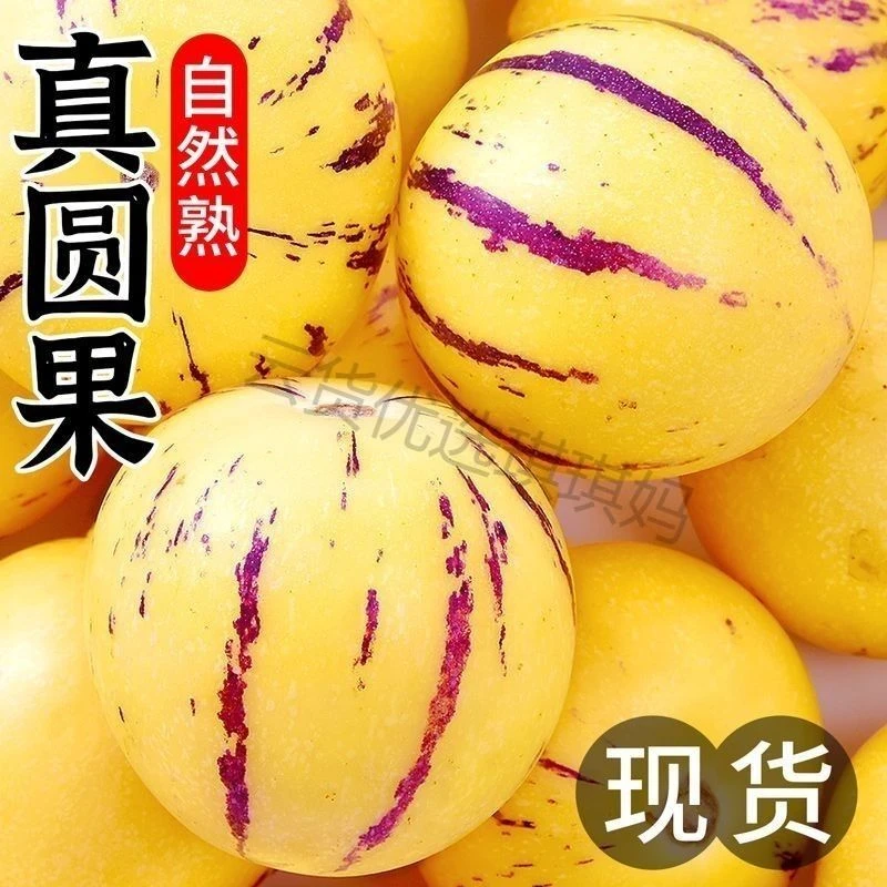 云南石林人参果人生果树上自然成熟黄肉圆果新鲜多汁清甜好吃