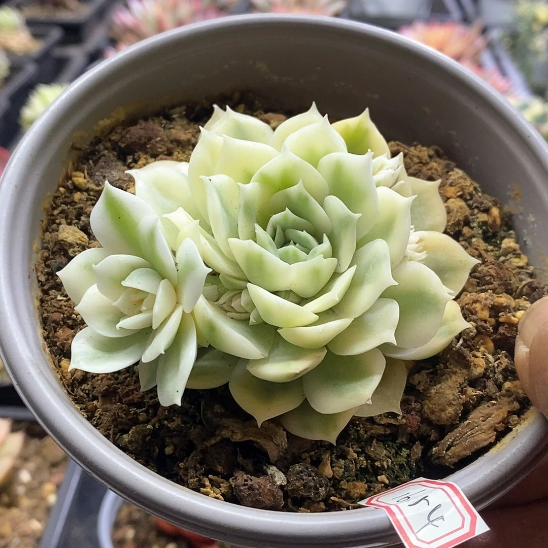 ?****?20162昂斯诺锦多肉