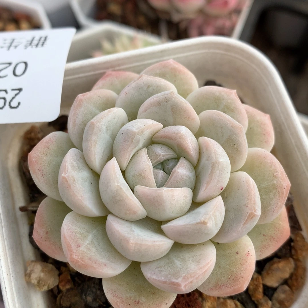 0210-34 白桃汽水