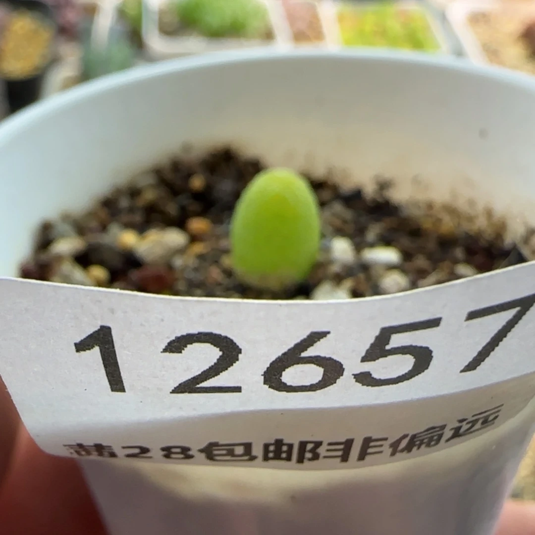 【闪购商品】再****@12657