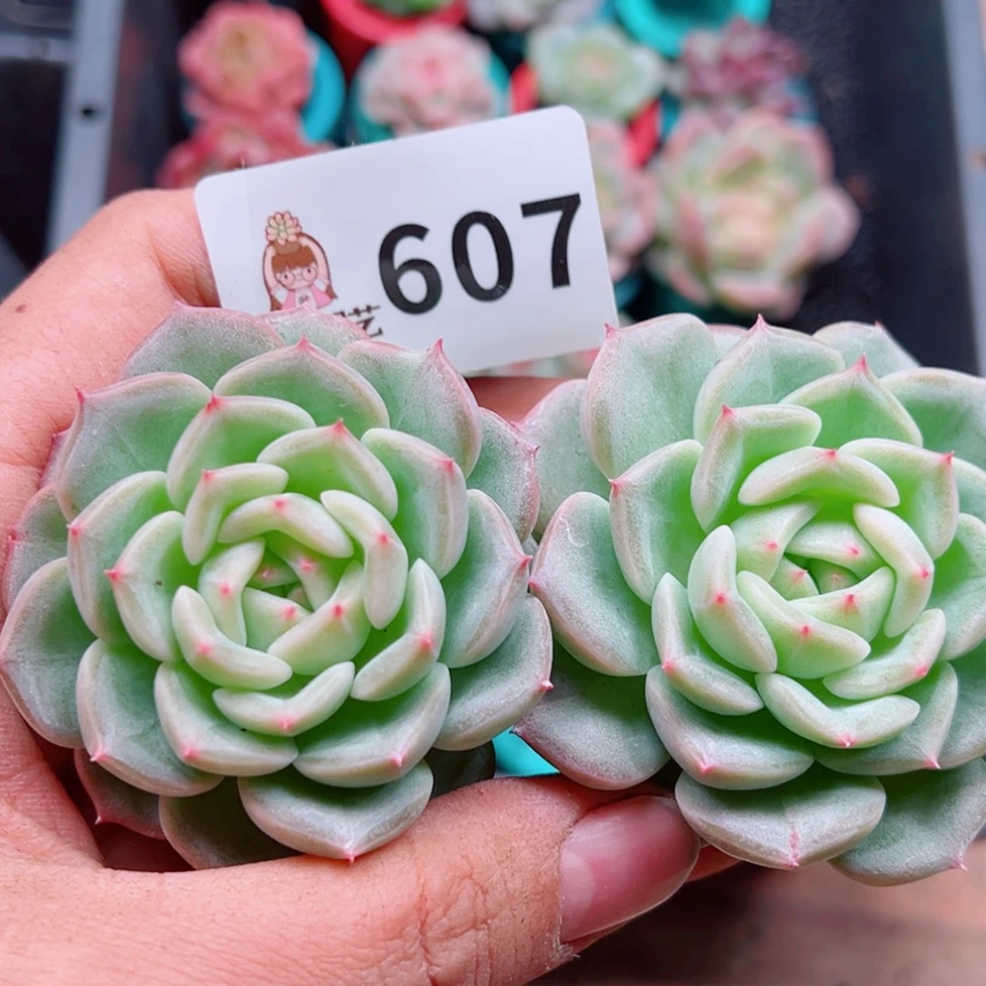 多肉植物多肉植物