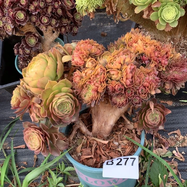 277号黄金万朵朵脱土发货啊