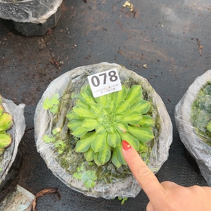 岚*?078多肉植物知否