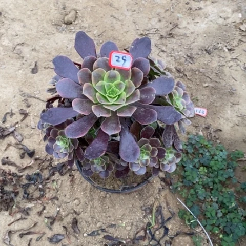 欧嘉莉捧花一物一拍