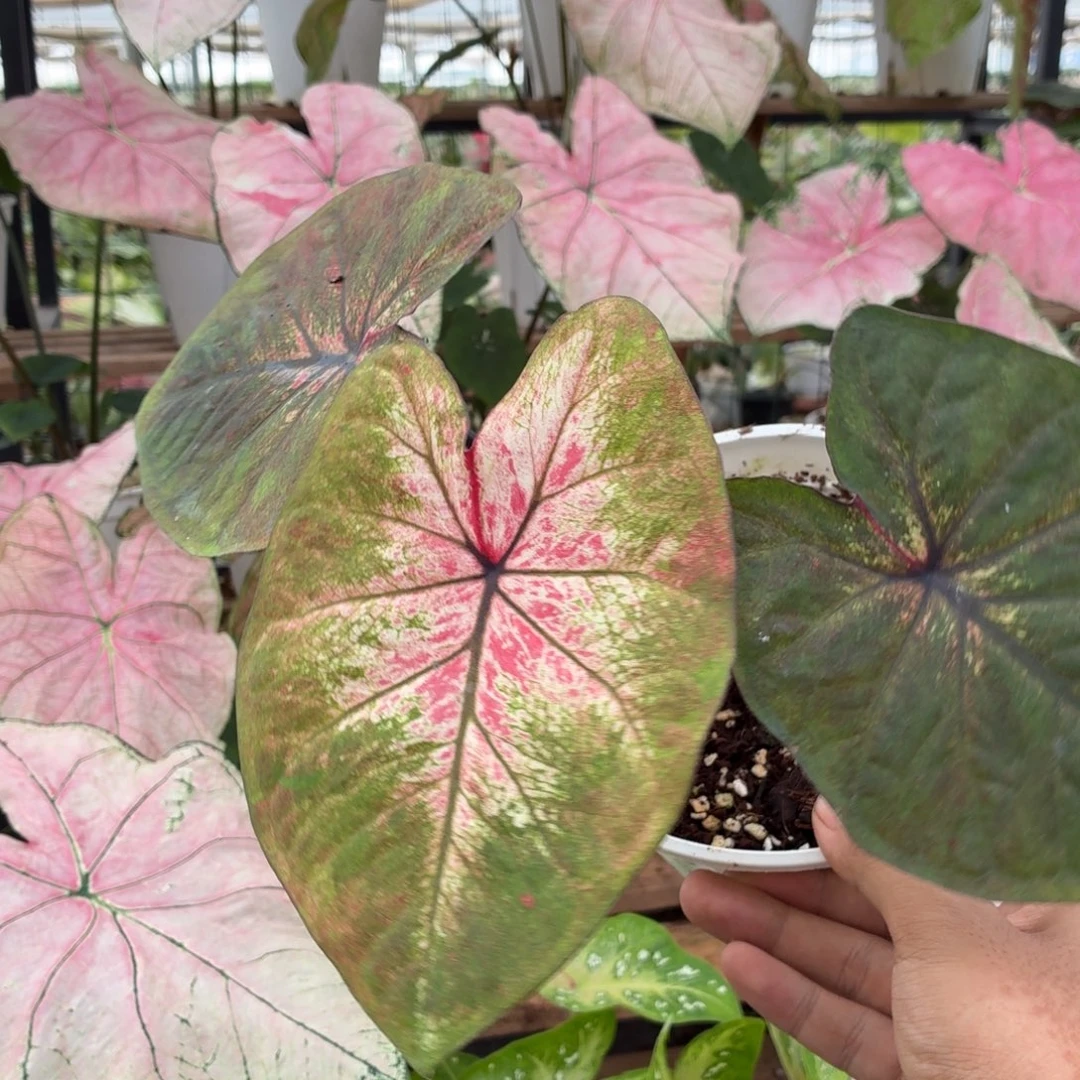 大部分花苞少量开放B196