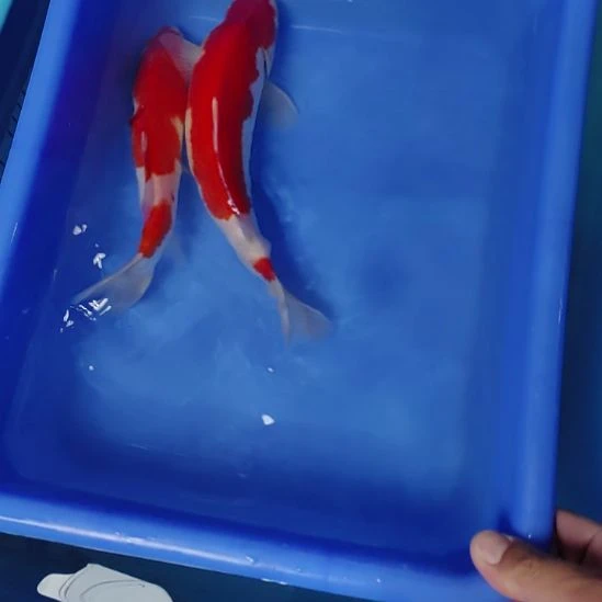 锦鲤盆拍两尾顺丰到付不包邮