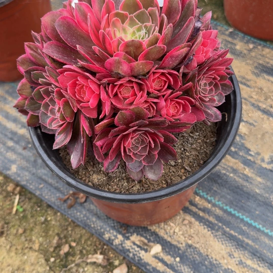 高*835黑魔锦到秋天 多肉植物