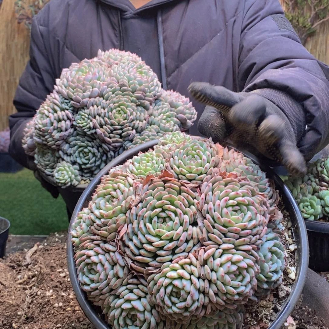 p****o114号白胖子多肉