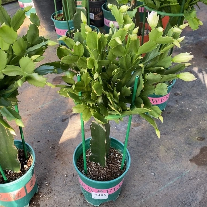 当前无花栽培后可以开花485嫁接057