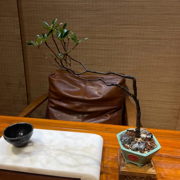 海岛春花盆景,盆景可放室内可放户外