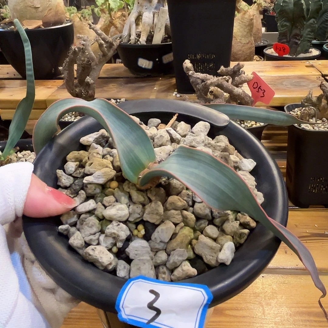 汤圆植物红边卷叶双金线3