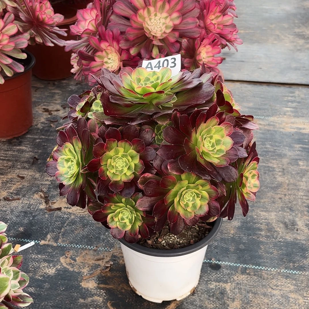 多肉植物安娜锦403多肉