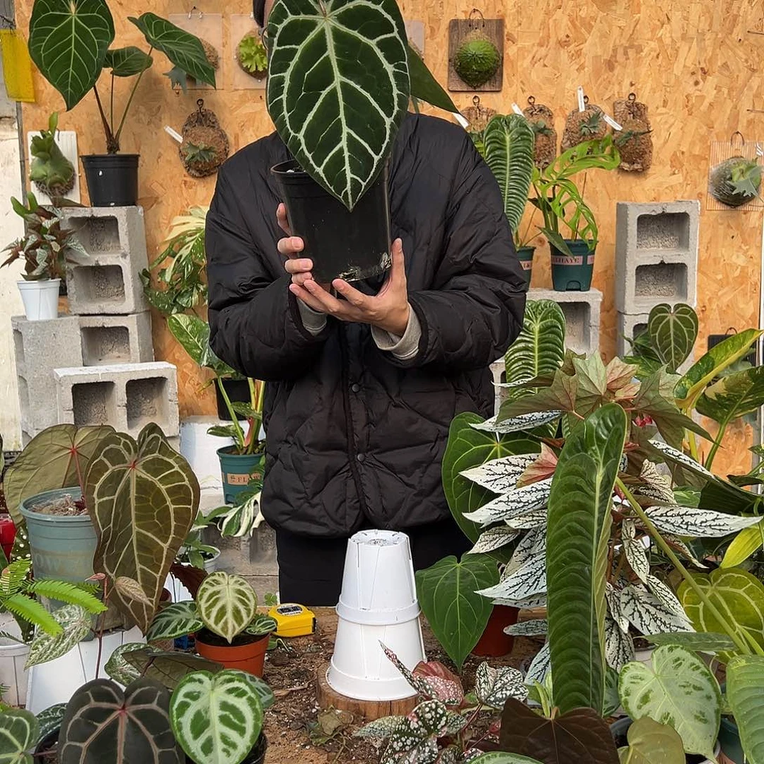 完全开放B16老桩花烛