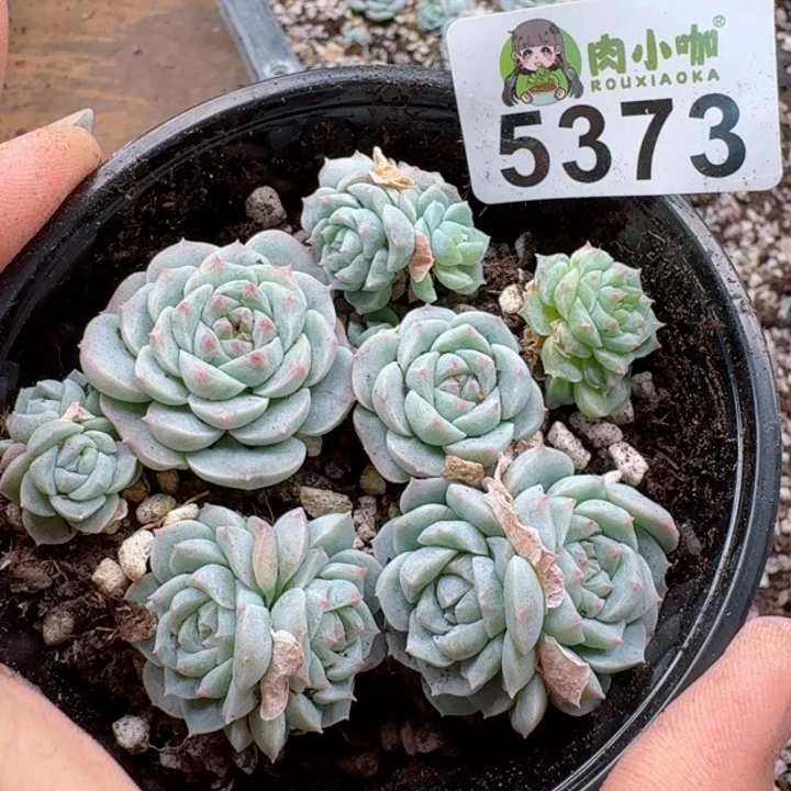 多肉植物多肉植物