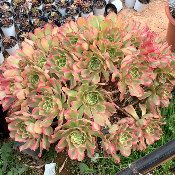 墨**～中午好，还余1700，多肉