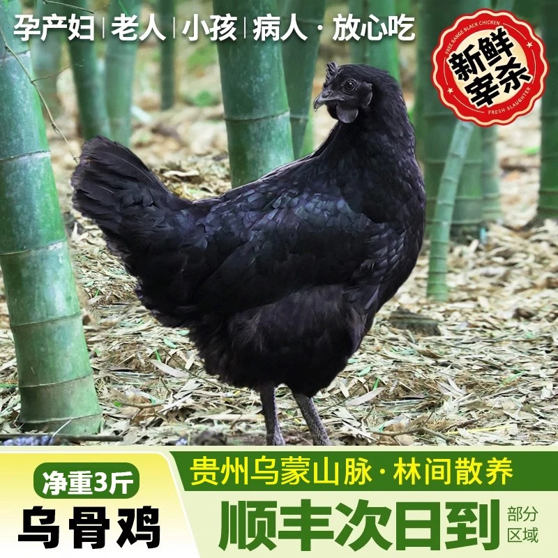 【乌鸡】现杀净重2.5~3斤孕妇月子鸡乌骨鸡烧烤食材