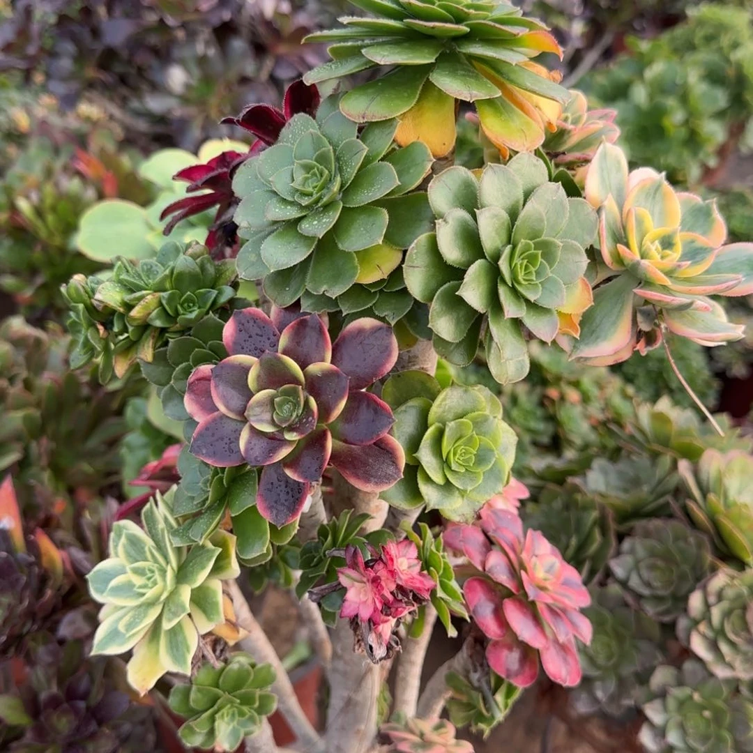 绿豆嫁接七彩法师锦多肉包邮