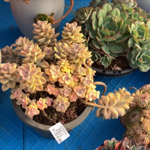 老*1152美杏锦多肉