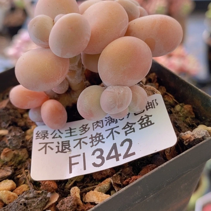 橙奶6cm342多肉植物