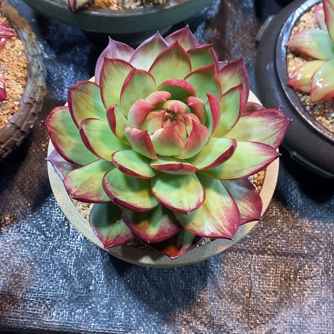 *****惊鸿仙子一物一拍