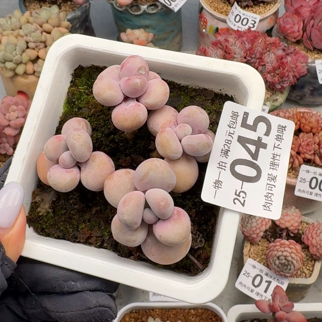 桃蛋无盆土发货无盆土发的无