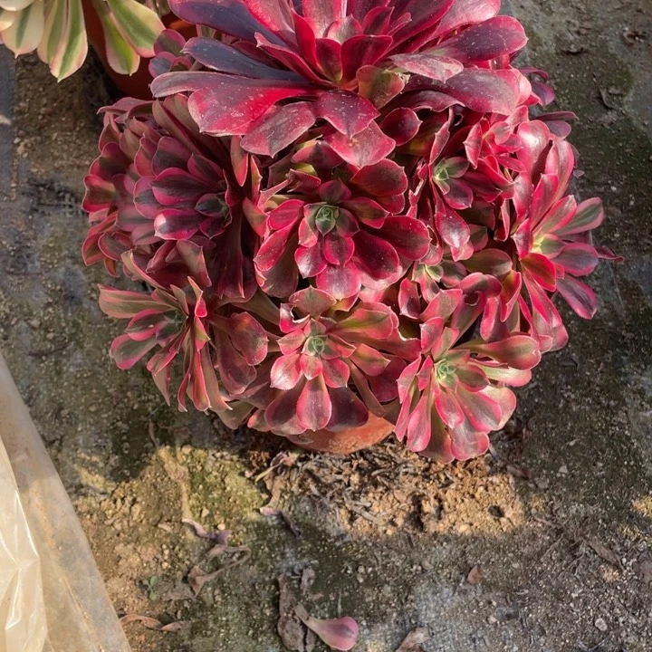 180号美杜莎多肉植物