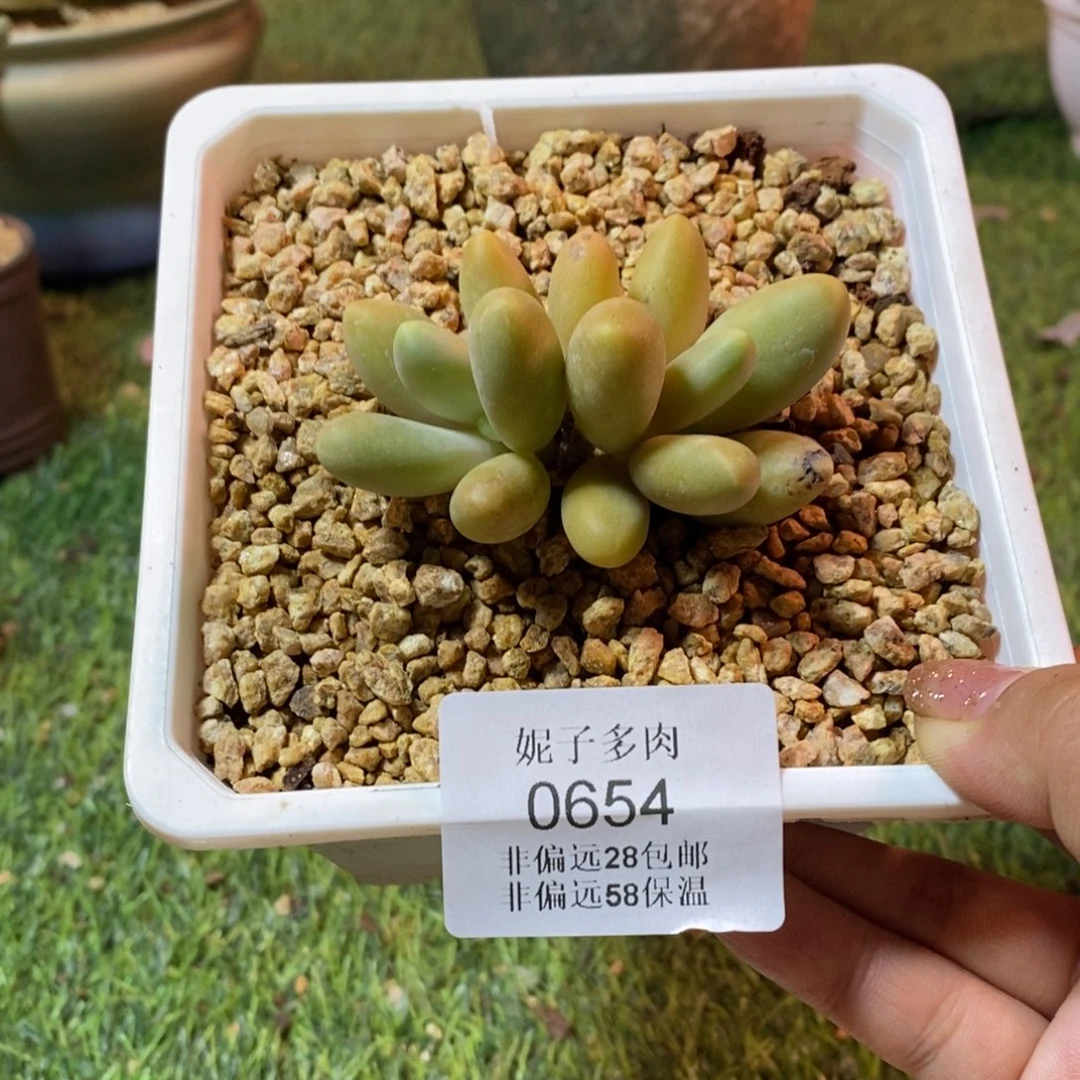 糖果美人0654asasasasas