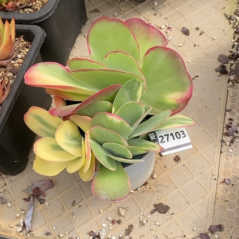 【闪购商品】唐印27103