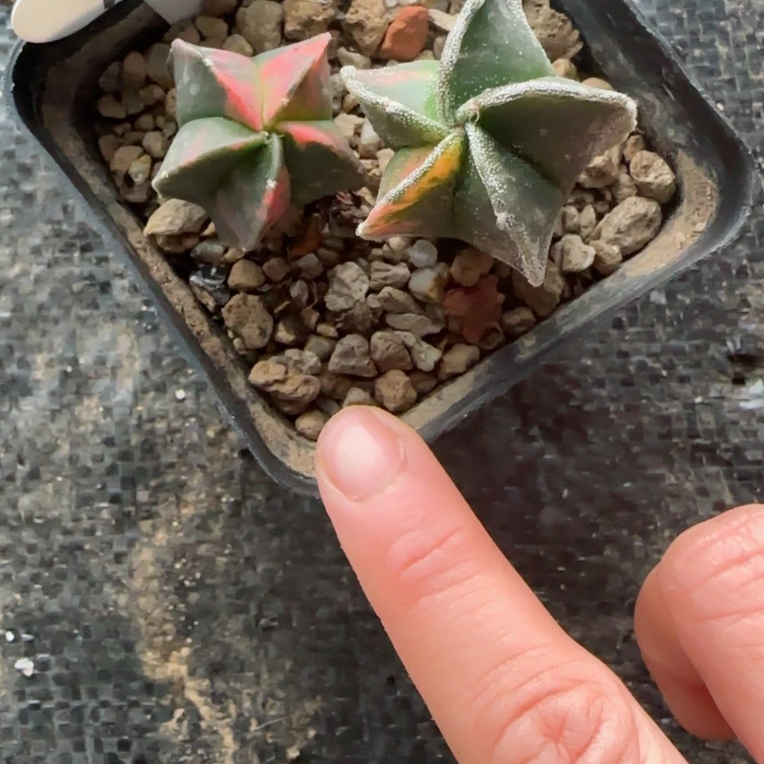 实生鸾凤锦多肉两颗