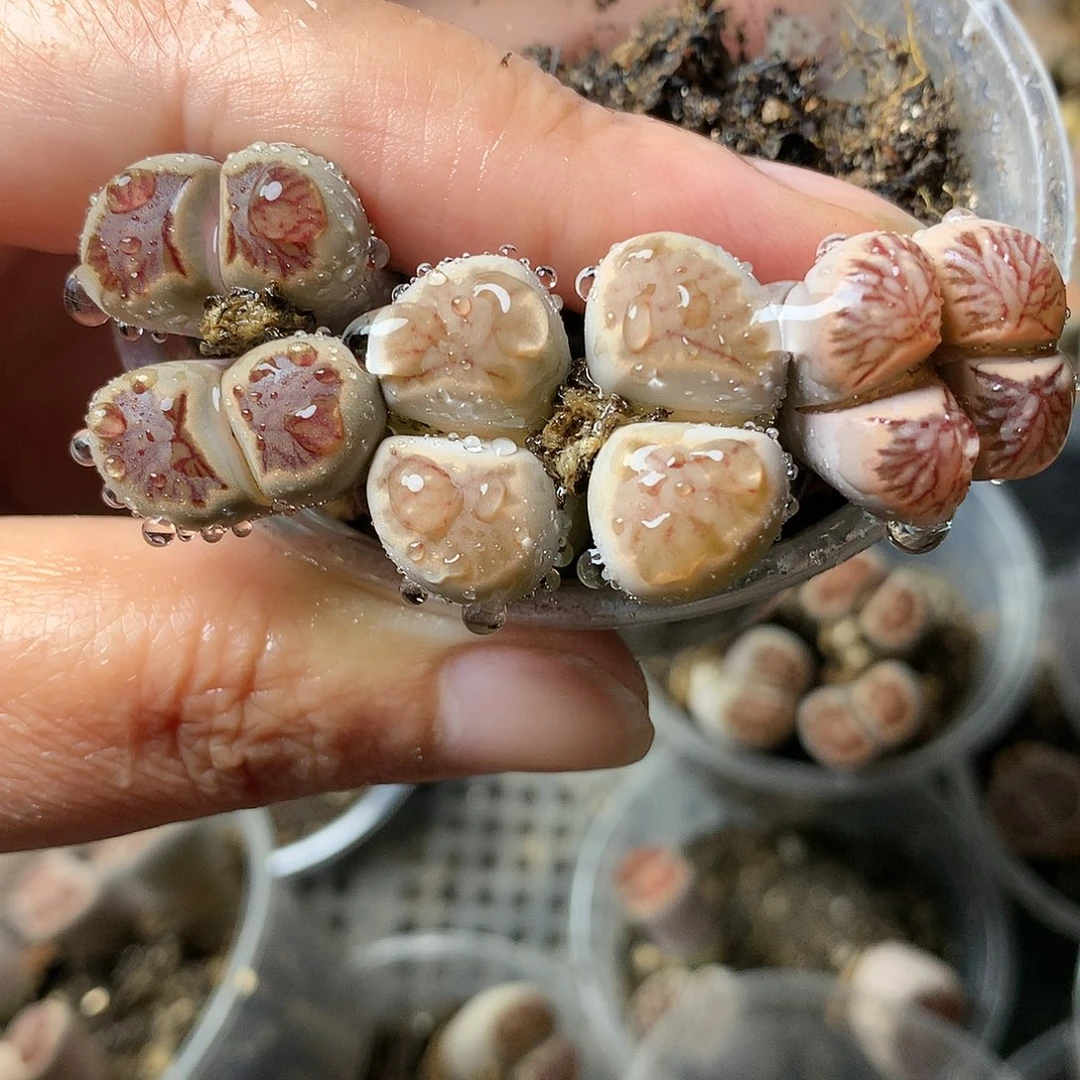 A200高腿多肉植物