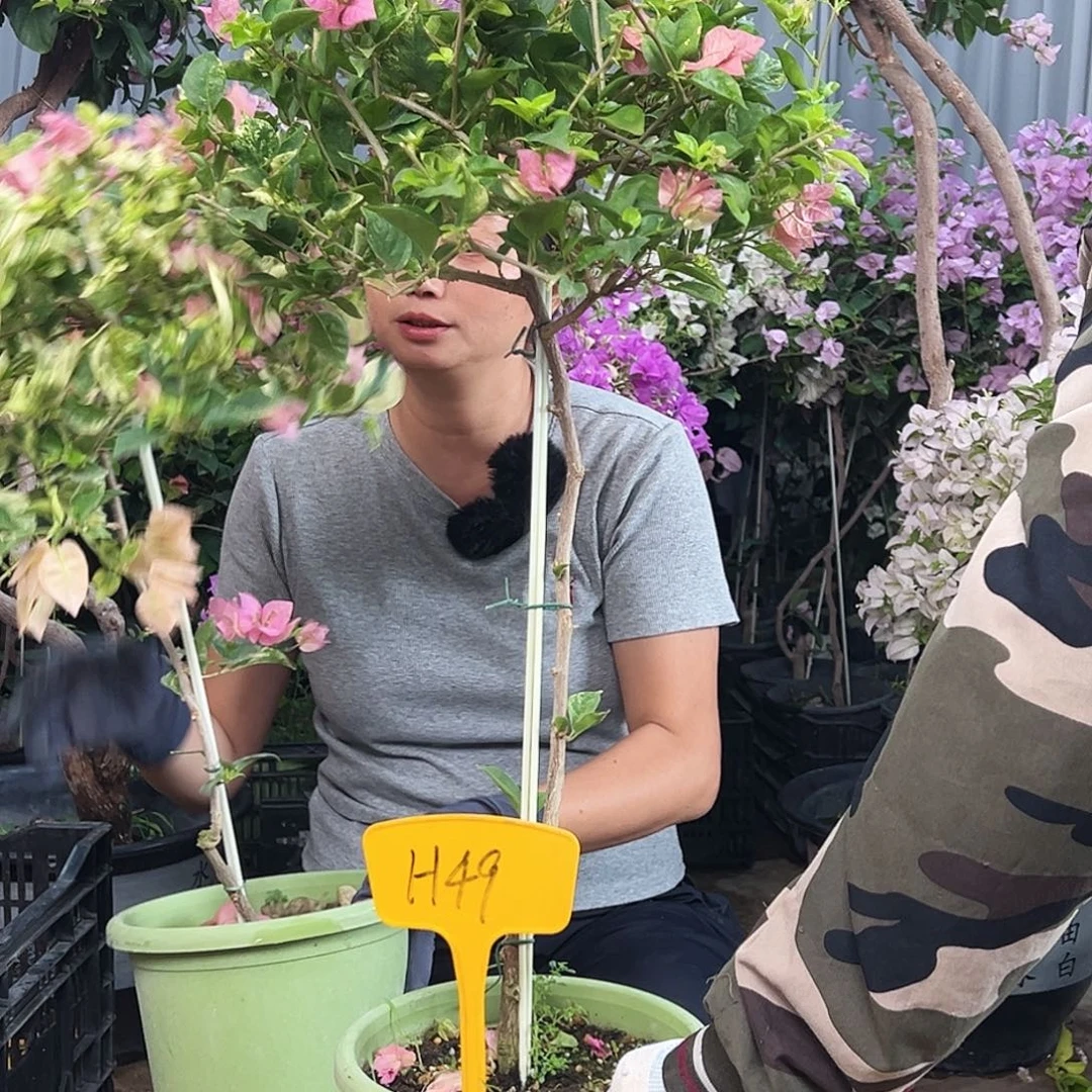 欢***欢大部分花苞少量开放H46苞米