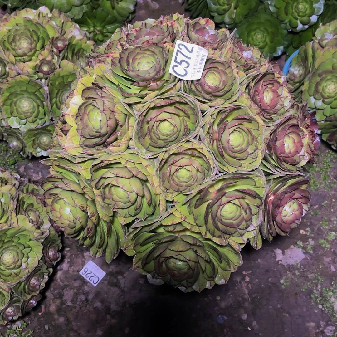 法师法师14–4包邮法师