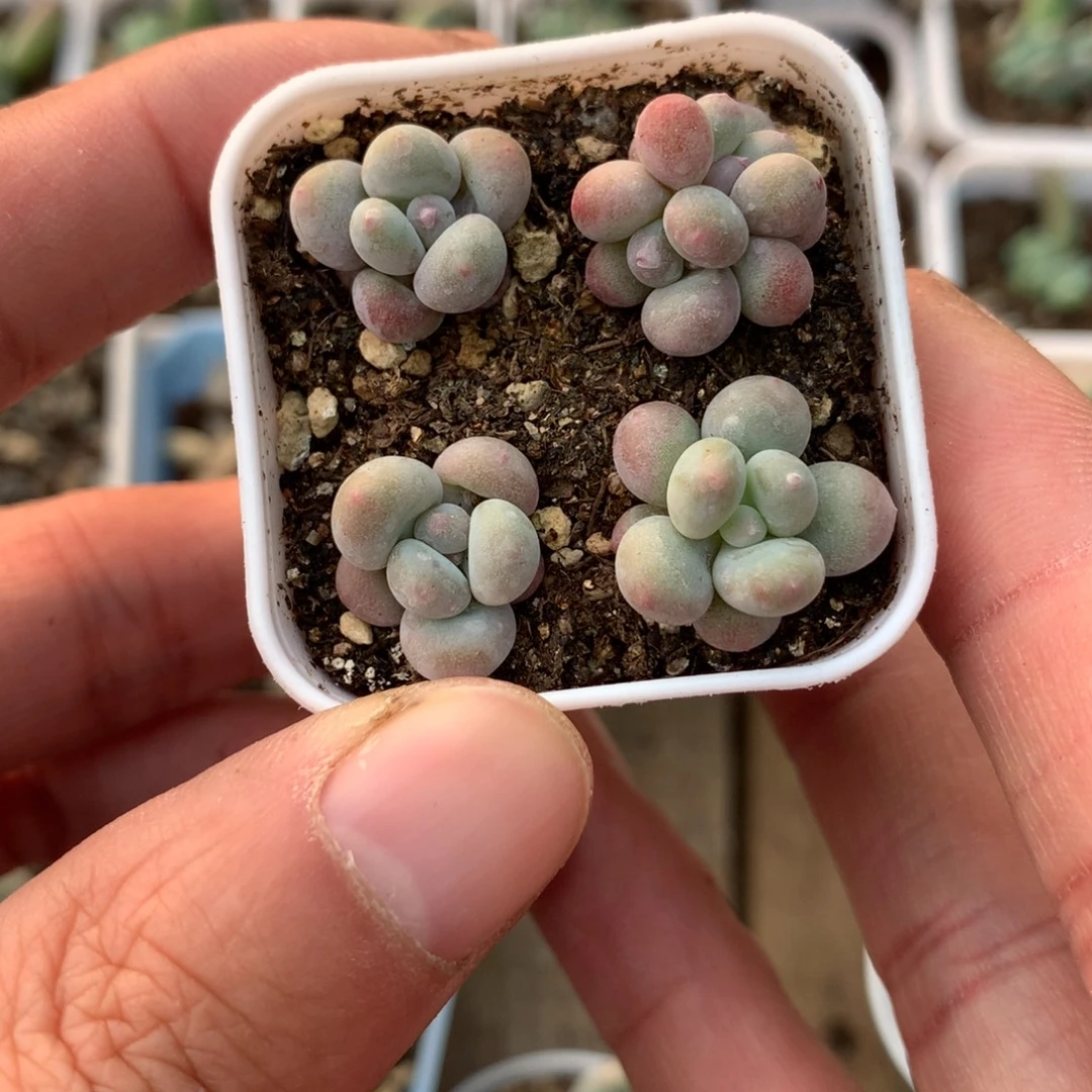 小奶黄一盒带盆土