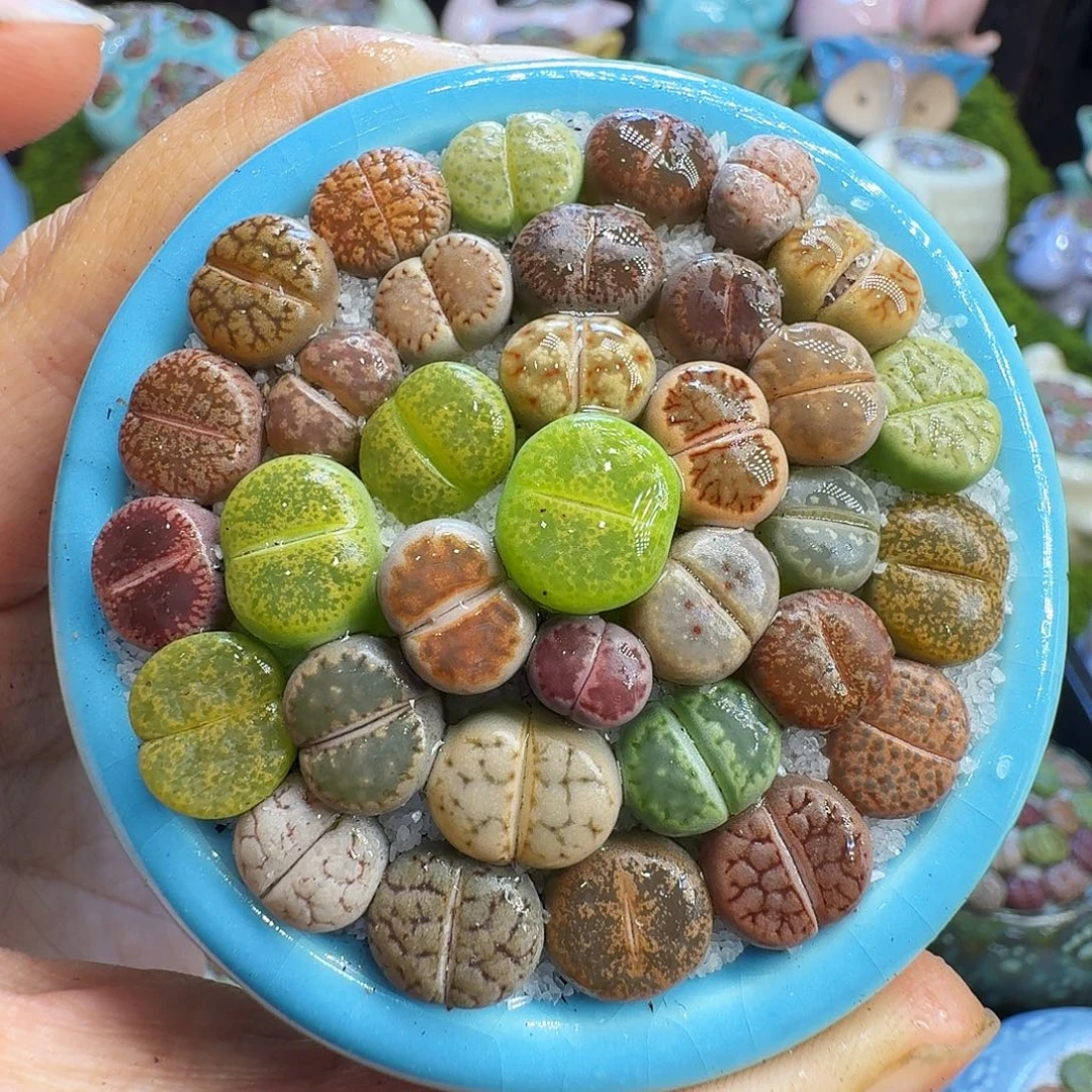 多肉植物开播福利1039