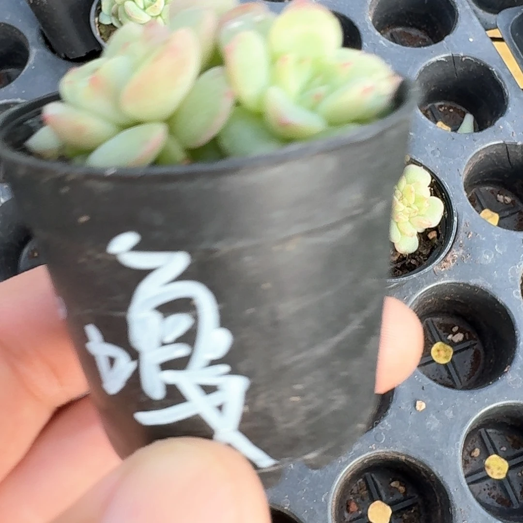 嘎***吖1114荔枝4头多肉888