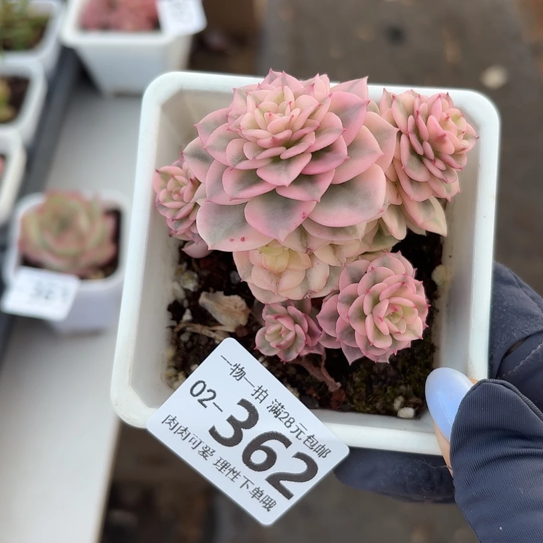 拉姆牡丹无盆土发货