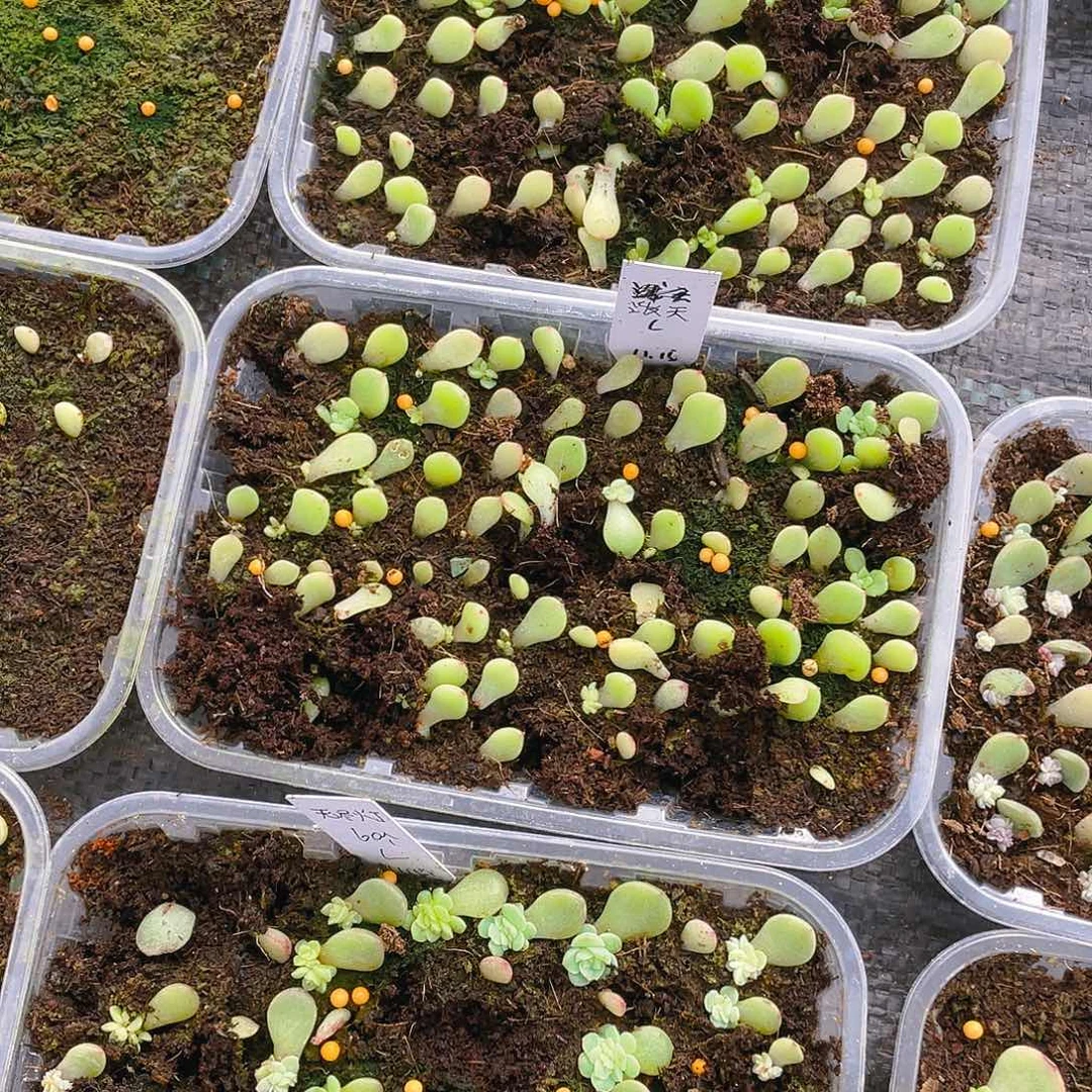 泼天芝麻苗一个满25包邮