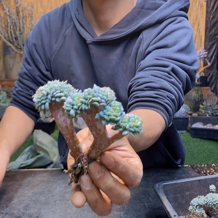 猫***️白胖子小树一拍多肉植物452