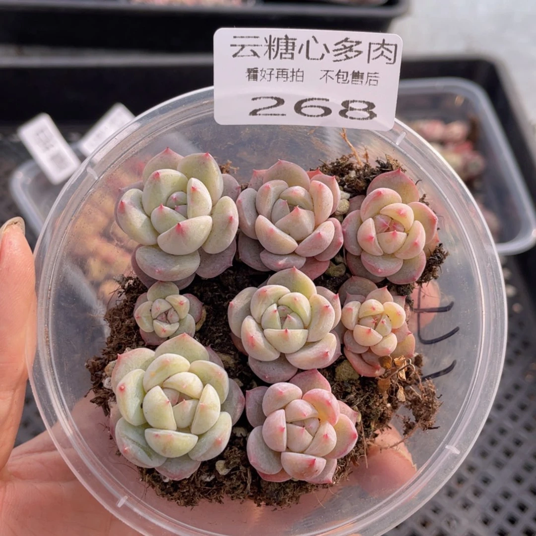 云糖心多肉植物268