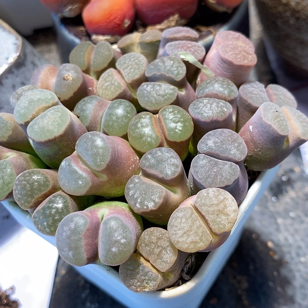 大雪花磁铁风铃1颗买2送1。