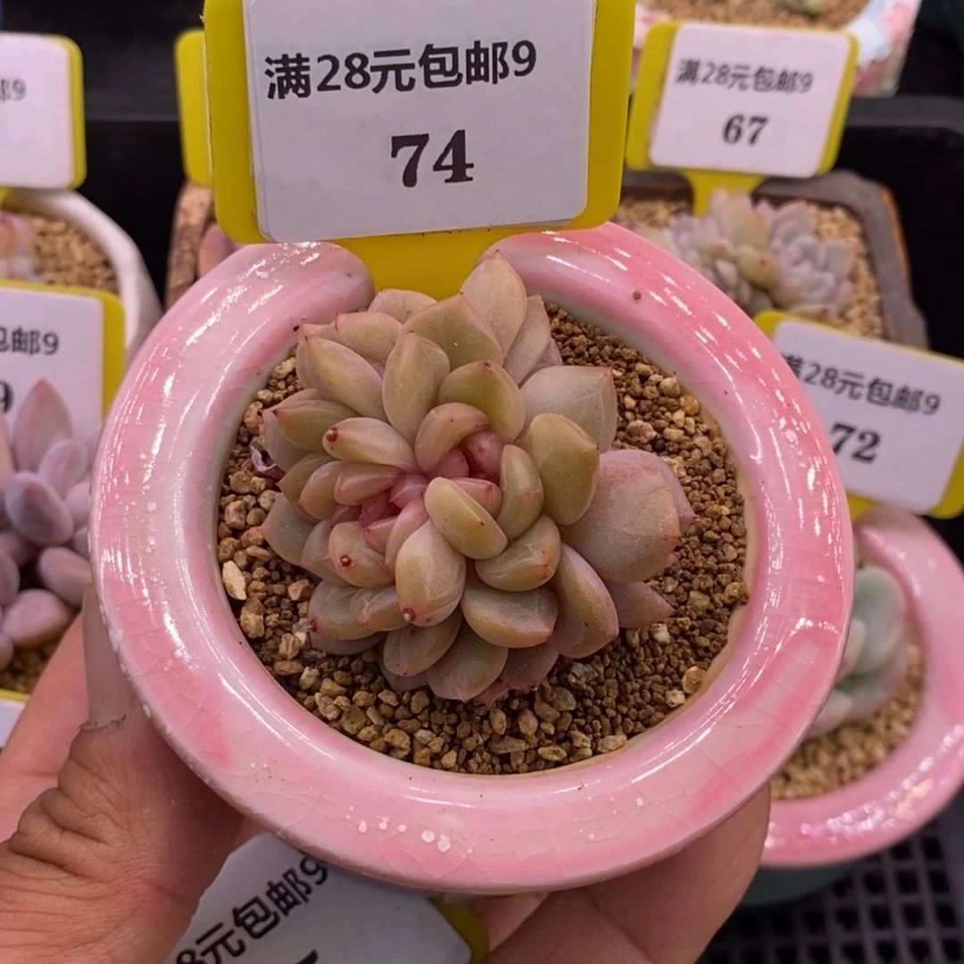 974红恋朵朵多肉植物