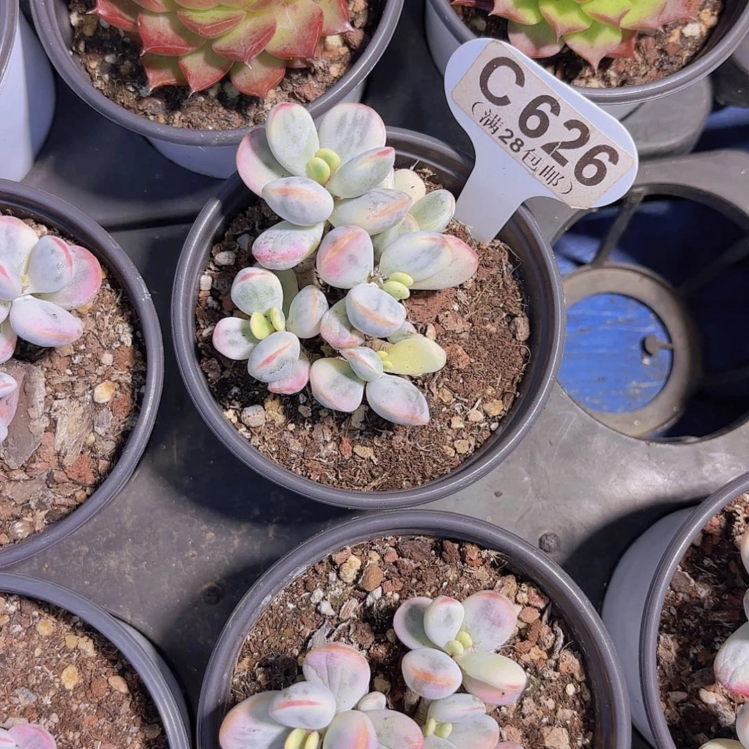 C626乒乓锦一物一拍