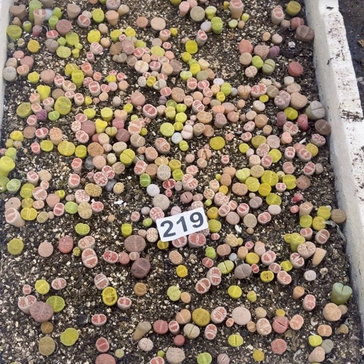 219 生石花一物一图如图