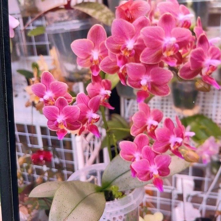 当前无花栽培后可以开花魅力3252