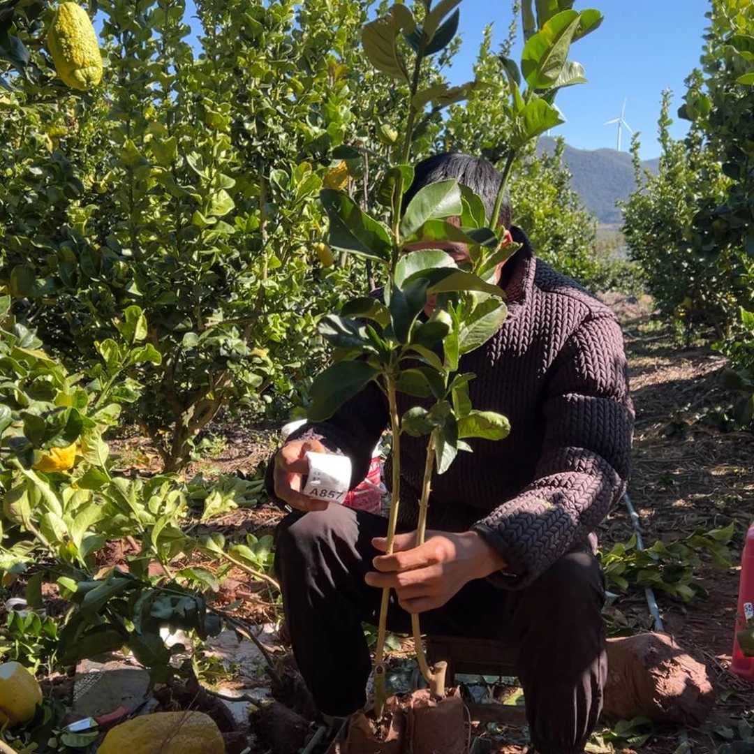 玉***兴当前无花朵，栽培后可花朵856.857号两颗