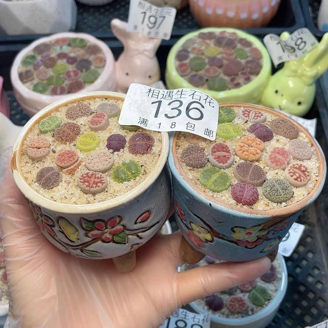 相遇开播福利136