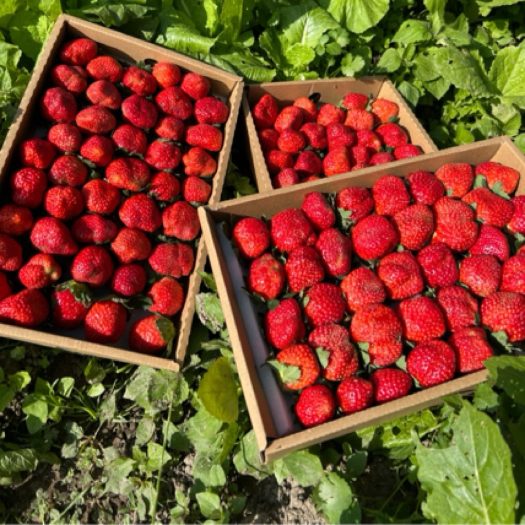 【顺丰包邮】G大凉山露天草莓新鲜孕妇水果奶油草莓非丹东鲜草莓香