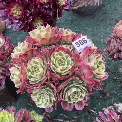 586白凤朵朵多肉