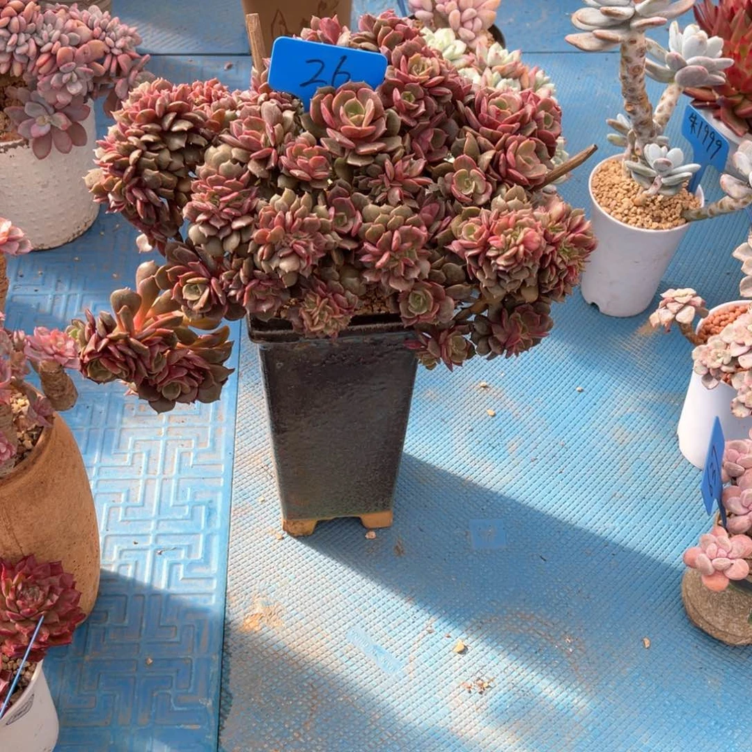 用****50026大红袍多肉