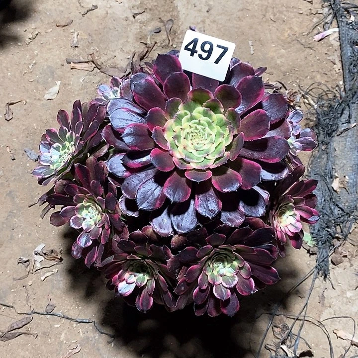 法师植物一物一拍，12345678